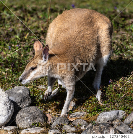 The agile wallaby, Macropus agilis also known as the sandy wallaby The agile wallaby, Macropus agilis also known as the sandy wallaby 127240462