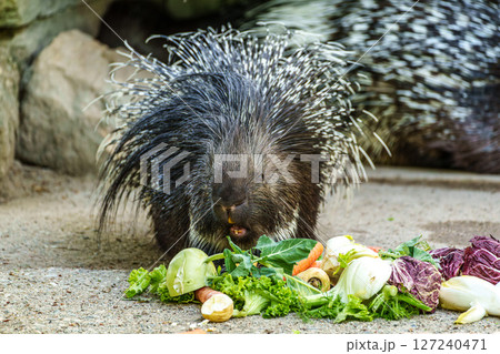 Indian crested Porcupine, Hystrix indica in a german nature park Indian crested Porcupine, Hystrix indica in a german nature park 127240471