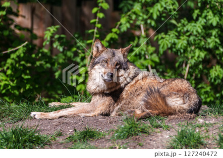 European Grey Wolf, Canis lupus in a german park European Grey Wolf, Canis lupus in a german park 127240472