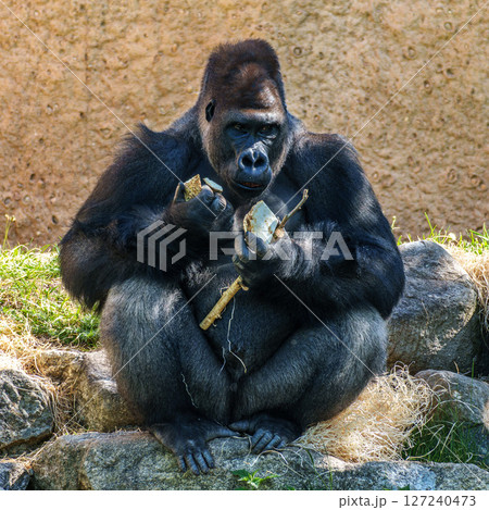 Gorillas are ground-dwelling, predominantly herbivorous apes, Sub-Saharan Africa 127240473