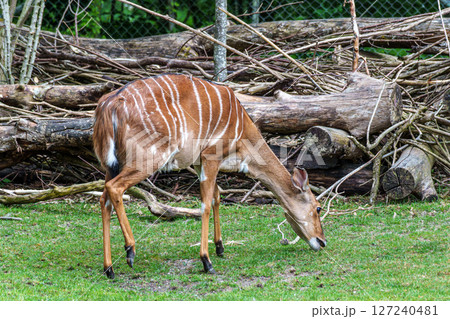 Nyala Antelope - Tragelaphus angasii. Wild life animal. 127240481