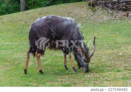 Nyala Antelope - Tragelaphus angasii. Wild life animal. Nyala Antelope - Tragelaphus angasii. Wild life animal. 127240482