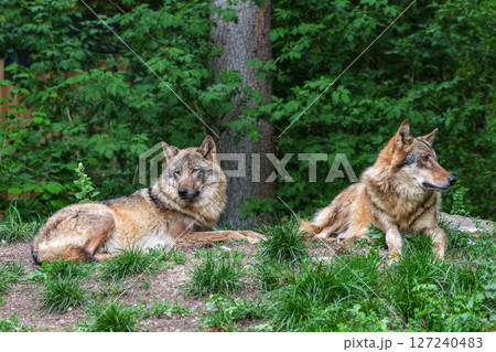 European Grey Wolf, Canis lupus in a german park European Grey Wolf, Canis lupus in a german park 127240483