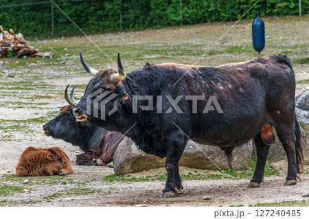 Heck cattle, Bos primigenius taurus or aurochs in a German park 127240485