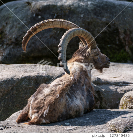 Alpine ibex, Capra ibex is a species of wild goat that lives in the mountains of the European Alps. Alpine ibex, Capra ibex is a species of wild goat that lives in the mountains of the European Alps. 127240486