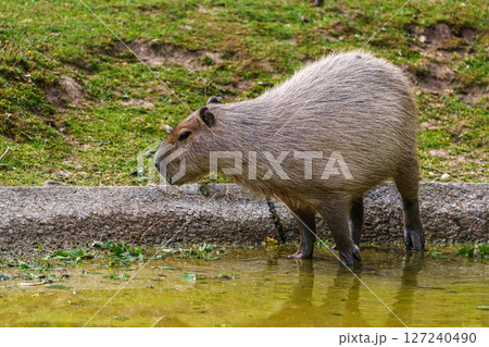 The Capybara, Hydrochoerus hydrochaeris is the largest living rodent in the world. 127240490