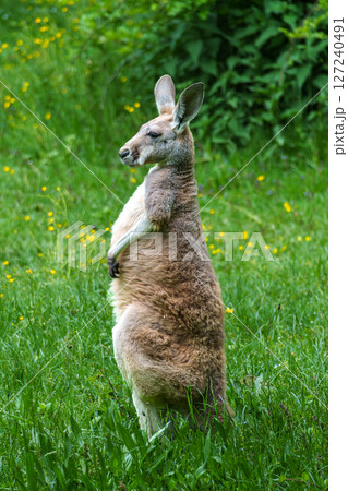 The red kangaroo, Macropus rufus is the largest of all kangaroos and the largest extant marsupial. The red kangaroo, Macropus rufus is the largest of all kangaroos and the largest extant marsupial. 127240491