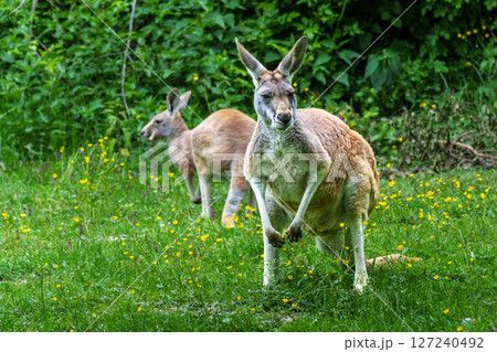 The red kangaroo, Macropus rufus is the largest of all kangaroos and the largest extant marsupial. 127240492