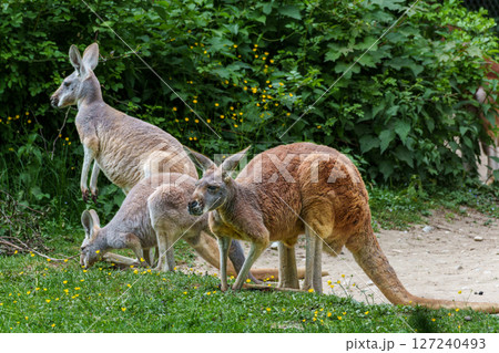 The red kangaroo, Macropus rufus is the largest of all kangaroos and the largest extant marsupial. The red kangaroo, Macropus rufus is the largest of all kangaroos and the largest extant marsupial. 127240493