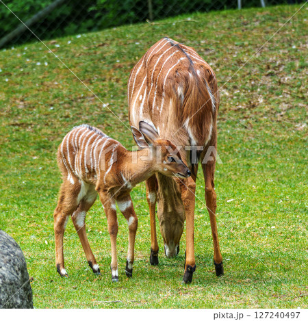 Family of Nyala Antelope - Tragelaphus angasii. Wild life animal. Family of Nyala Antelope - Tragelaphus angasii. Wild life animal. 127240497