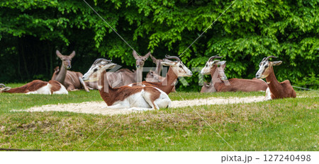 Dama gazelle, Gazella dama mhorr or mhorr gazelle is a species of gazelle 127240498