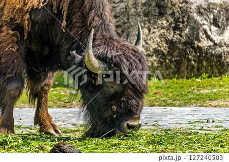 American buffalo known as bison, Bos bison in a german park American buffalo known as bison, Bos bison in a german park 127240503