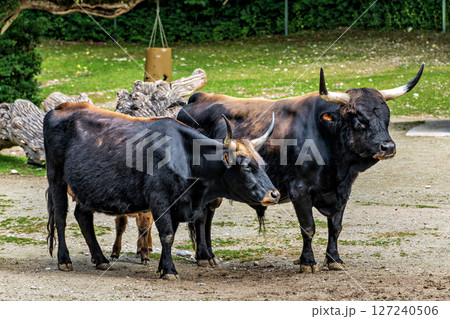 Heck cattle, Bos primigenius taurus or aurochs in a German park Heck cattle, Bos primigenius taurus or aurochs in a German park 127240506