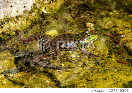 Common frog, Rana temporaria, single reptile croaking in water, also known as the European grass frog Common frog, Rana temporaria, single reptile croaking in water, also known as the European grass frog 127240508