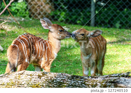 Baby Nyala Antelope - Tragelaphus angasii. Wild life animal. Baby Nyala Antelope - Tragelaphus angasii. Wild life animal. 127240510