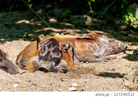 Red river hog, Potamochoerus porcus, also known as the bush pig. Red river hog, Potamochoerus porcus, also known as the bush pig. 127240512