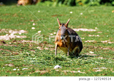 Patagonian Mara, Dolichotis patagonum are large relatives of guinea pigs 127240514