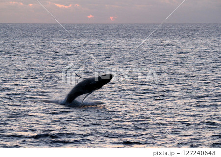 海面からジャンプするザトウクジラ 127240648
