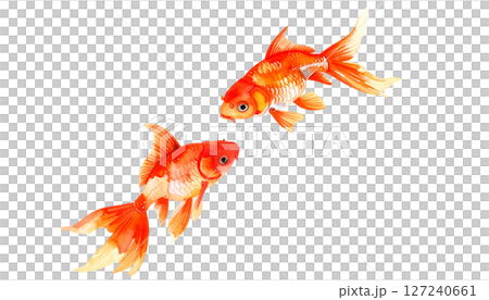 Red goldfish watercolor illustration 127240661
