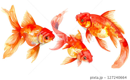 赤い金魚の水彩風イラスト 127240664
