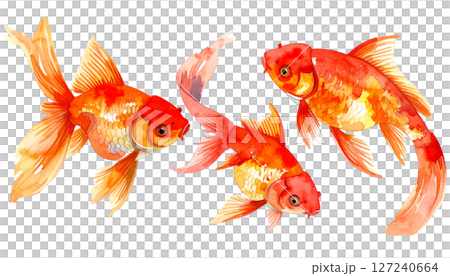 赤い金魚の水彩風イラスト 127240664