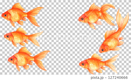 Red goldfish watercolor illustration 127240666