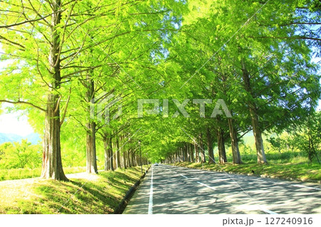 新緑のメタセコイヤ 127240916