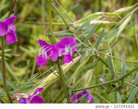 ホソバヤハズエンドウの花 ホソバヤハズエンドウの花 127241022