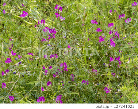 ホソバヤハズエンドウの花 ホソバヤハズエンドウの花 127241023