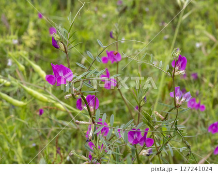 ホソバヤハズエンドウの花 127241024