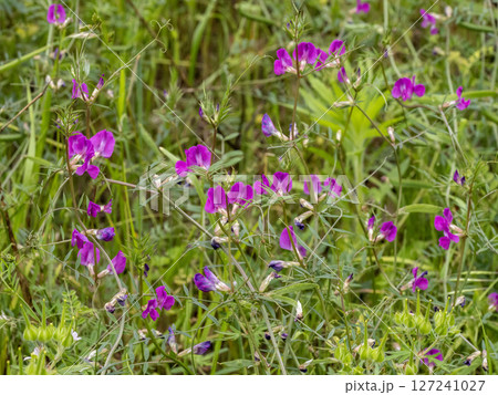 ホソバヤハズエンドウの花 127241027