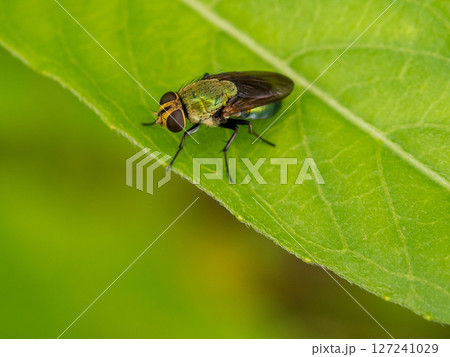 葉の上にいるミドリバエ 葉の上にいるミドリバエ 127241029