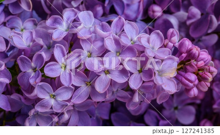 優美なライラックの花のクローズアップ4 127241385