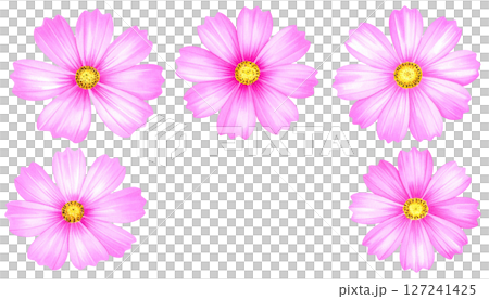 波斯菊花素材 127241425