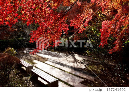 静岡県 熱海梅園の色鮮やかな紅葉と休憩スペースと散策路 静岡県 熱海梅園の色鮮やかな紅葉と休憩スペースと散策路 127241492