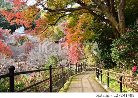 静岡県　熱海梅園の色鮮やかな紅葉と散策路 127241499