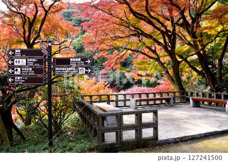静岡県　熱海梅園の色鮮やかな紅葉と休憩スペースと道案内 127241500