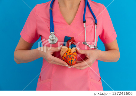 Cardiovascular disease CVD, doctor with heart human model anatomy for treatment patient in hospital. 127241606