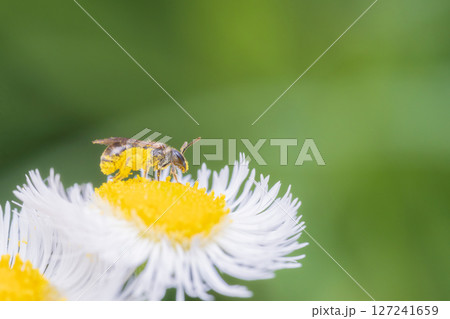 ハルジオンの蜜を集めに飛来した蜂 127241659