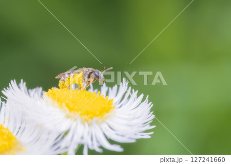 ハルジオンの蜜を集めに飛来した蜂 ハルジオンの蜜を集めに飛来した蜂 127241660