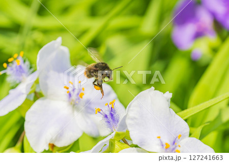 ツユクサの花に飛来したハナバチ 127241663