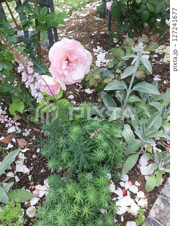 庭に咲いたピンクのバラ 園芸 バラ 庭に咲いたピンクのバラ 園芸 バラ 127241677