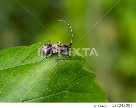 葉の上にいるヒトオビアラゲカミキリ 127242007