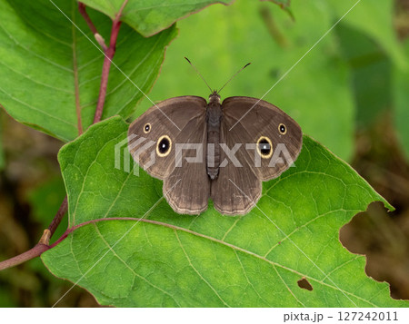 葉の上にとまって羽を広げているヒメジャノメ 127242011