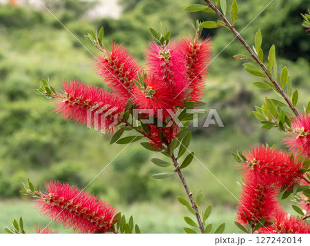 赤いブラシノキの花 赤いブラシノキの花 127242014