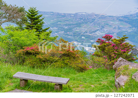 （長崎県）雲仙仁田峠第二展望所のミヤマキリシマ 127242071