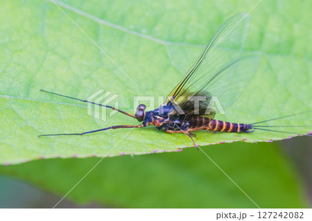 葉の上に止まるオオマダラカゲロウ 127242082