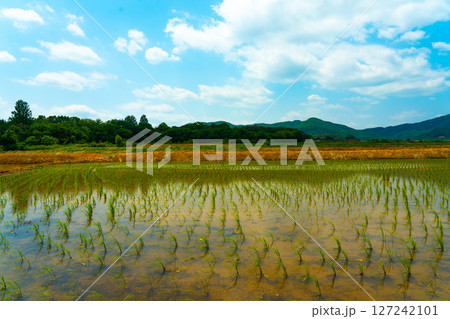 A large area of rice seedlings growing in the fields of Korea. 127242101