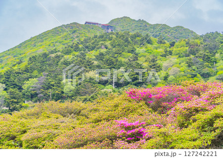 (長崎県)雲仙仁田峠のミヤマキリシマ (長崎県)雲仙仁田峠のミヤマキリシマ 127242221