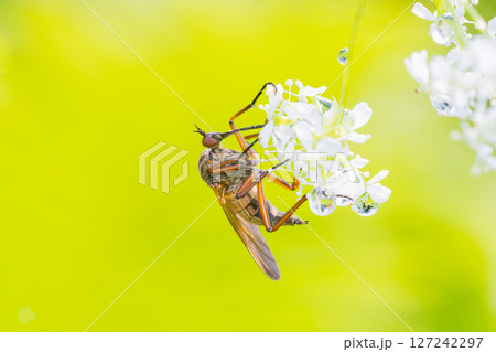 シャクの花の蜜を吸うキバネオドリバエ 127242297